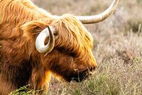 Schottische Highlander in der Morgensonne