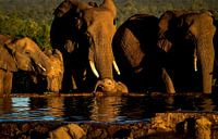 Le jeune éléphant a soif