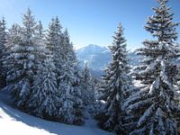Uitzicht door de besneeuwde bomen