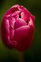roze tulp