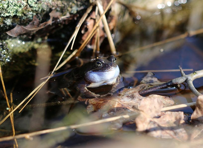 Moor frog by Matthias Brix