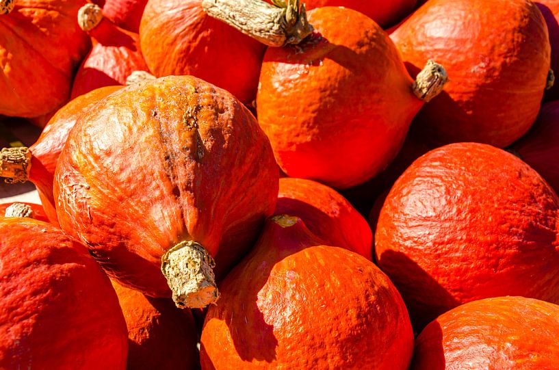 Pumpkin noble pumpkin Hokkaido for sale by Dieter Walther