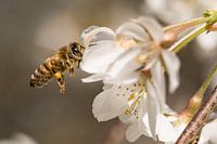 Eine fleißige Honigbiene