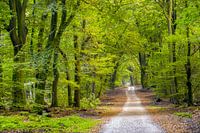 Der Weg der Speulderbos