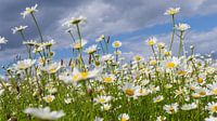 Marguerites au bord de la route