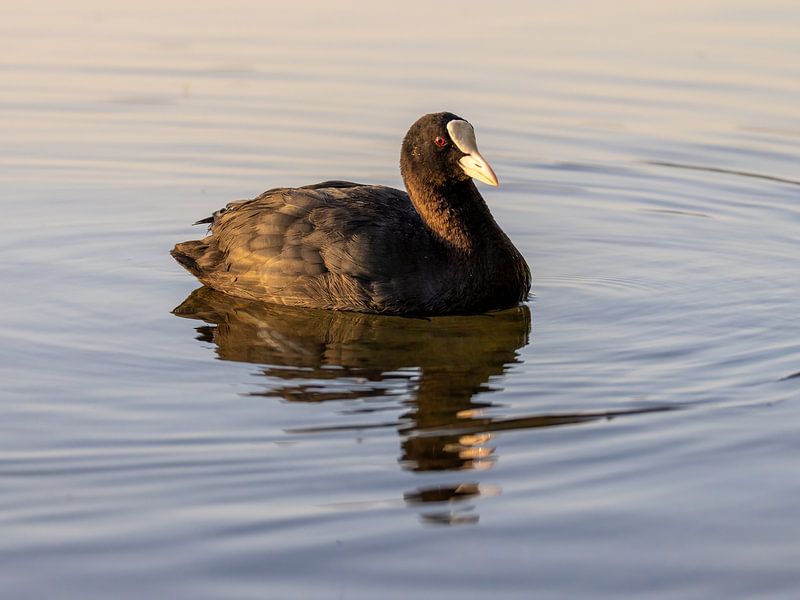 Coot in the morning light by Teresa Bauer