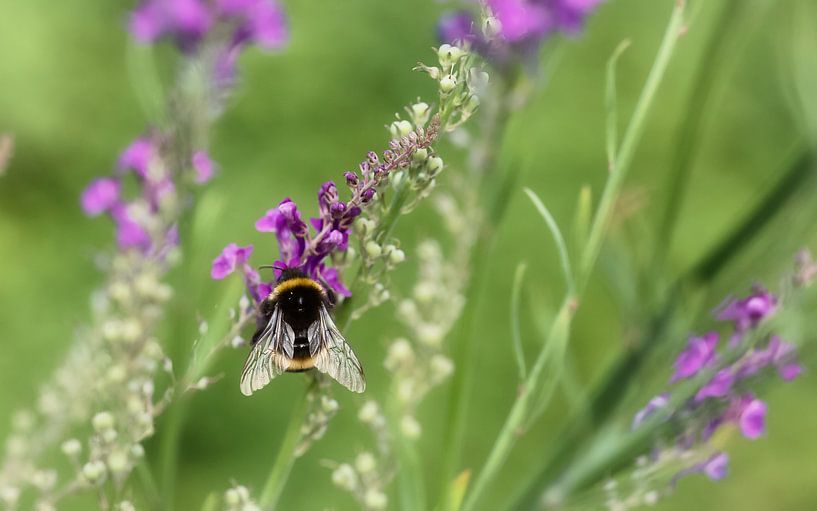 Bumblebee Bombus terrestris by Saranda in t Veld Fotografie