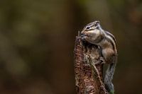 Écureuil terrestre aux joues pleines