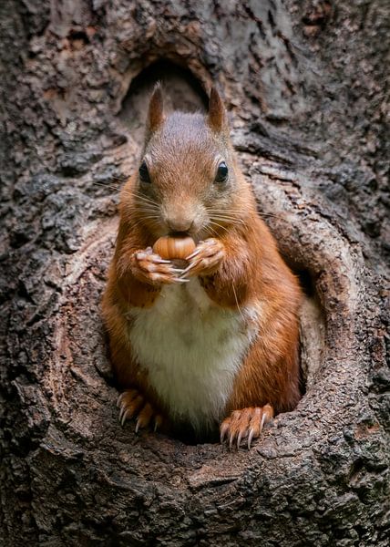 Squirrel with hazelnut in a hollow tree trunk. by Albert Beukhof
