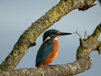 Eisvogel auf der Suche