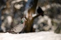Pigeon looking for food in the winter landscape