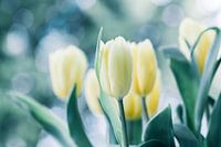 Les tulipes dans la lumière