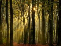 Sonnenharfen im Speulderbos