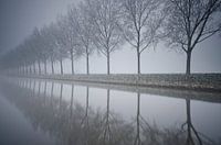 Mistige rij met bomen 