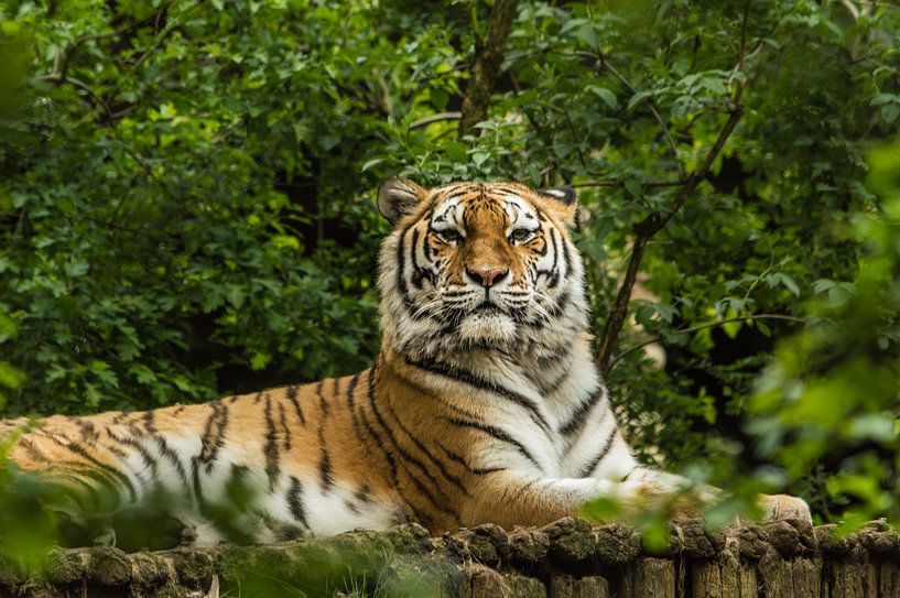 Fierté du tigre par Patrick Verhoef