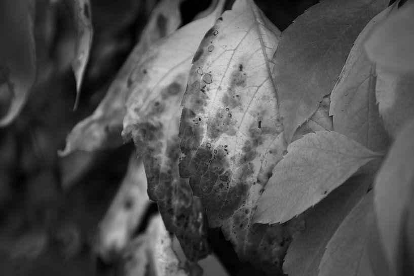 The colours of autumn in different splendours by Bianca Meyering Fotos - BMF