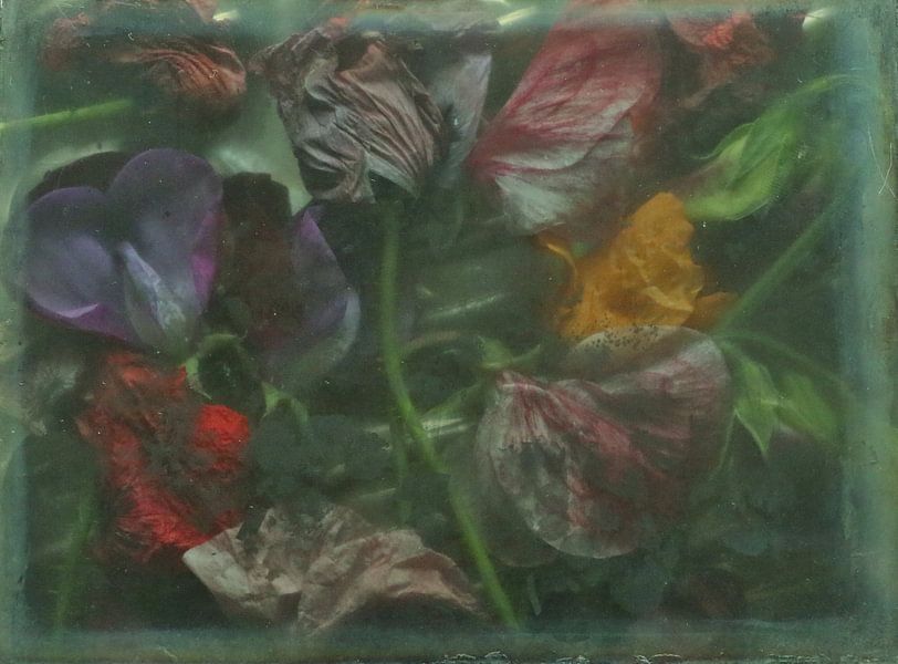 Lathyrus. von Marianne de Wit-Koenen