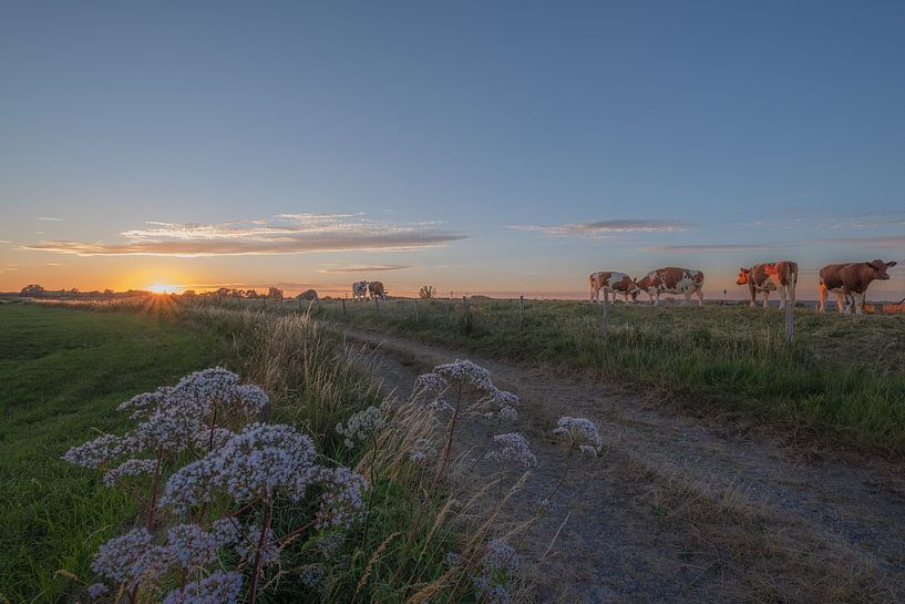 Koeien op de dijk von Moetwil en van Dijk - Fotografie