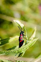 sint jacobs vlinder  in natuurgebied op Ameland