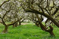 Flowering orchard