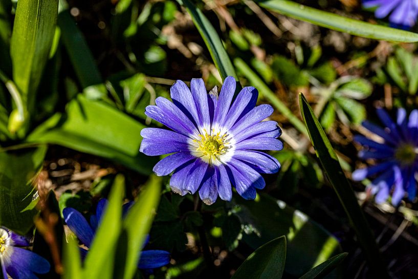 Pleinement épanoui par Harald Schottner
