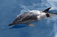 DOLFIJN (über Wasser)