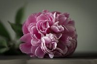 Liegende Pfingstrose