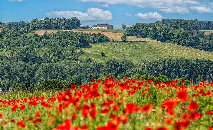 Poppies on the South Limburg hills near Fromberg by John Kreukniet
