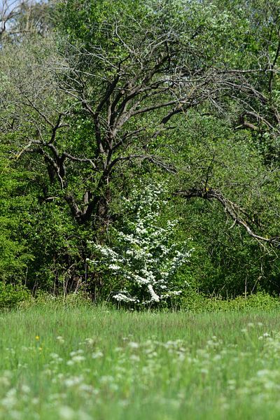 Printemps naturellement par Gerard de Zwaan