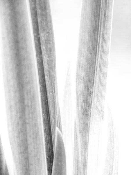 PRINTEMPS NAISSANT 1 par Ankie Kooi