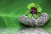 Vierblättriges Kleeblatt auf Stein