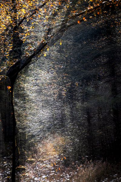 Dunkler Wald von natascha verbij
