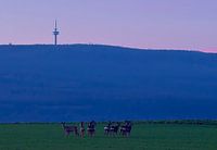 Rehe zur Blauen Stunde
