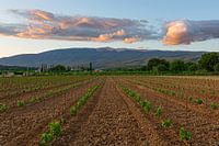 Der Mont Ventoux von Villes-sur-Auzon aus bei Sonnenuntergang