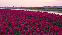 Bloeiend tulpenveld bij zonsopkomst in omgeving Lisse