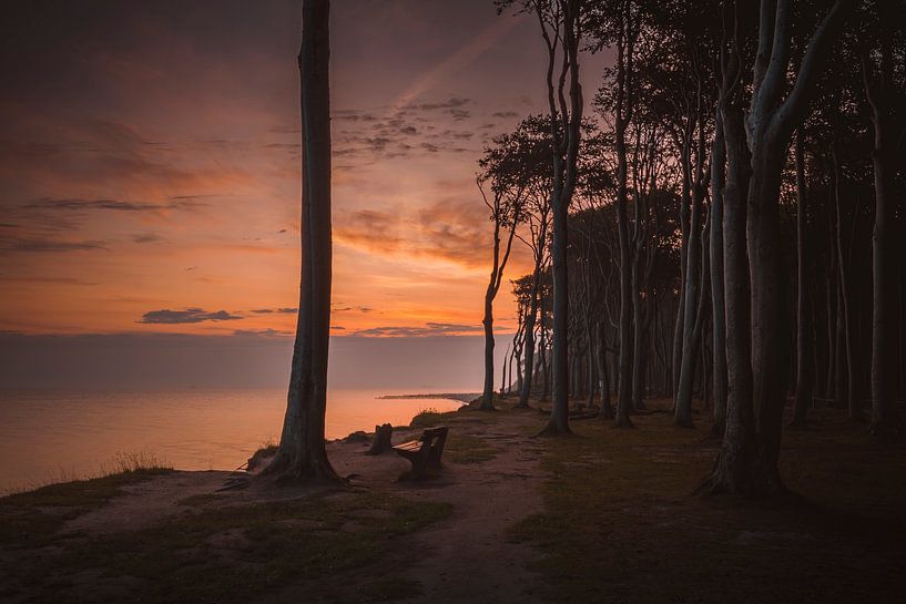 Lever de soleil dans la forêt fantôme de Nienhagen par Heiko Lehmann