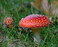 Der Bunte Fliegenpilz (Amanita muscaria)