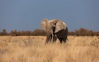 Elephant in Etosha National Park, Africa