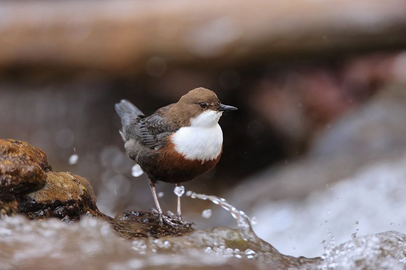 Wasseramsel oder Eurasische Wasseramsel (Cinclus cinclus) Germany von Frank Fichtmüller