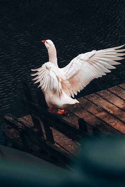 Cygne par Atlasinmyhand