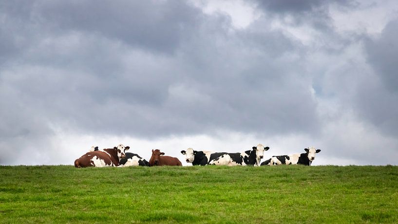 Koeien relaxen in het groene gras onder een bewolkte lucht by Michel Seelen