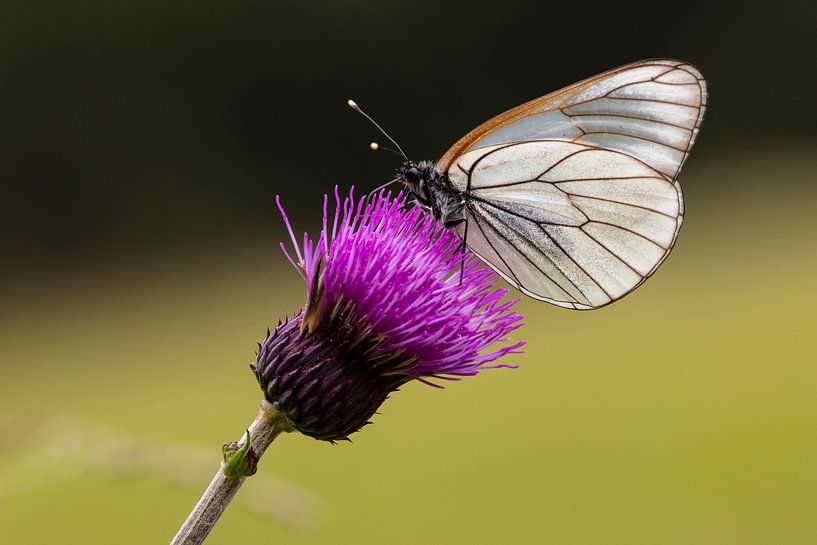 black-veined white (butterfly) by Andreas Müller
