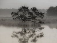 Follicules pileux de Lone Tree Stone