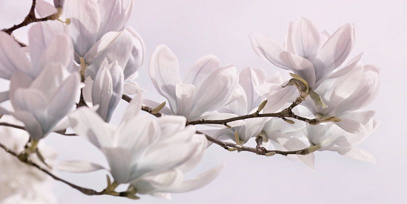 Magnolia par Violetta Honkisz