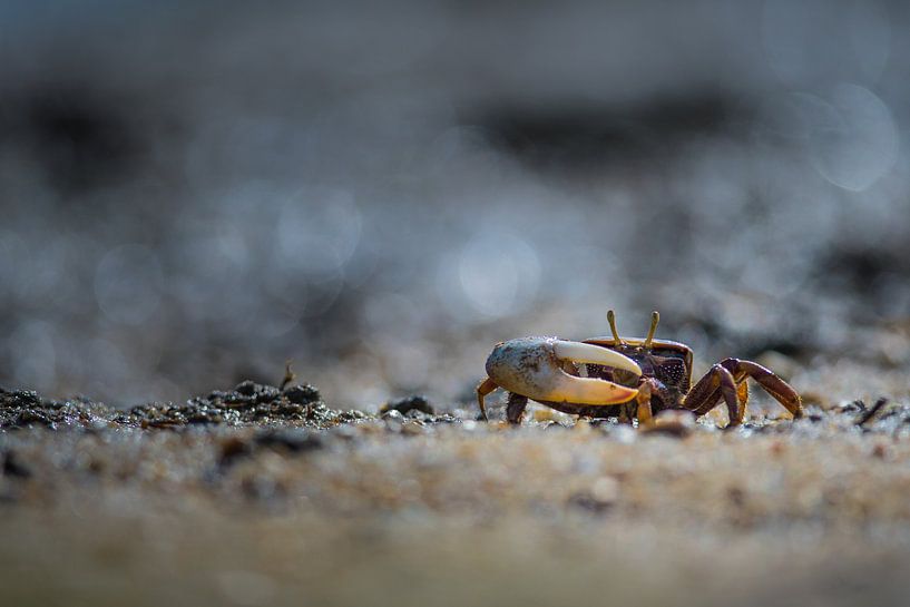 Wenkkrab par Stijn Smits