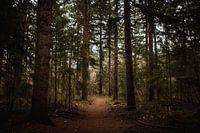 Winter green with brown footpath through the forest