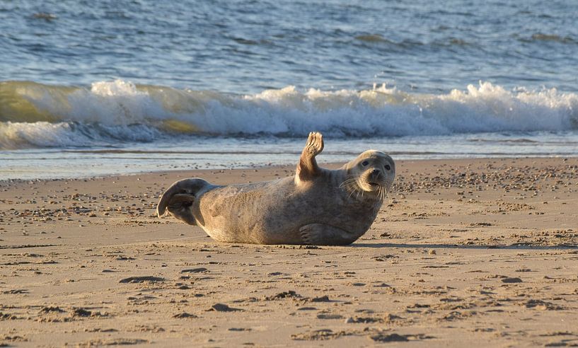 Schwingende Dichtung von Karin Cijsouw