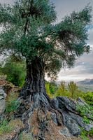 Thousand years old Olive tree
