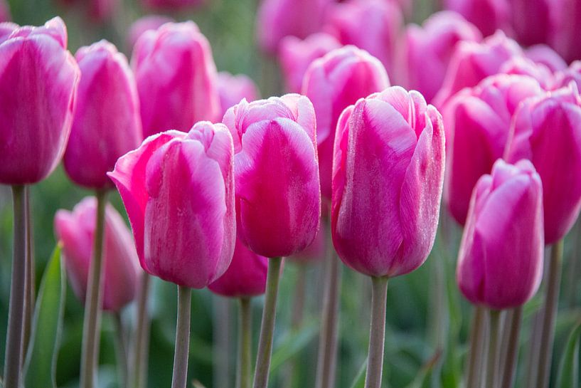 Tulipes roses par Ton van Waard - Pro-Moois