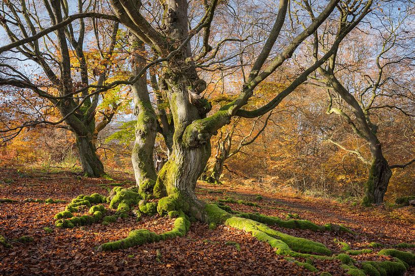 Autumn gold in the fairytale forest by Jürgen Schmittdiel Photography